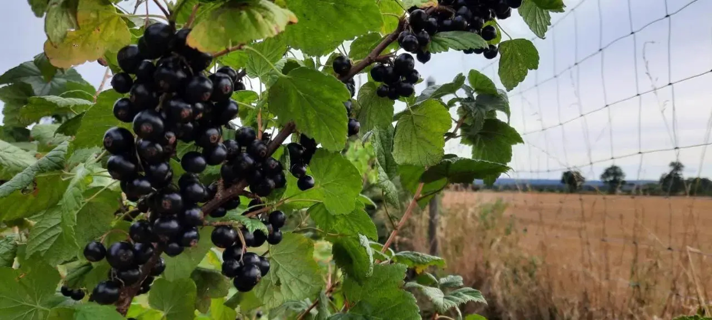 Rya B & -B Tollarp lägenhetsboende