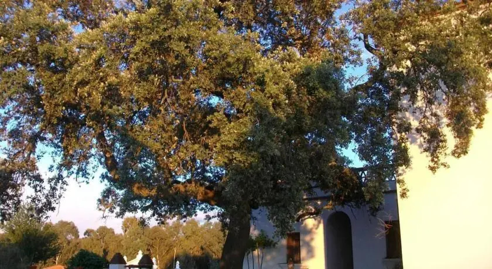 La Coitá del Ventoso