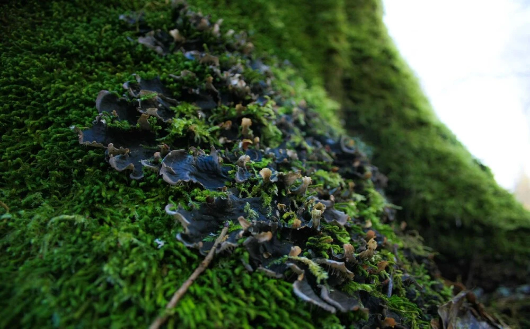 Агроусадьба «Пущанский Уголок»