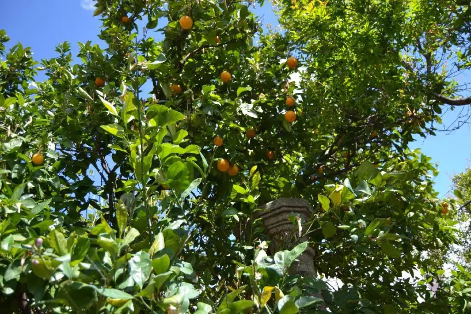 El Escudo de Calatrava