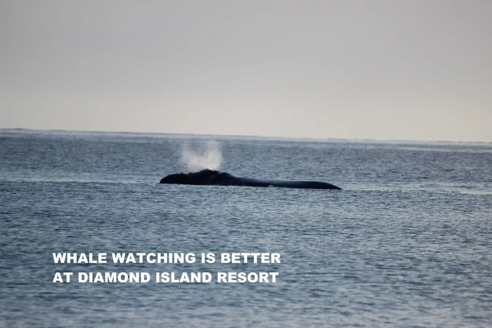 Diamond Island Resort & Penguin viewing