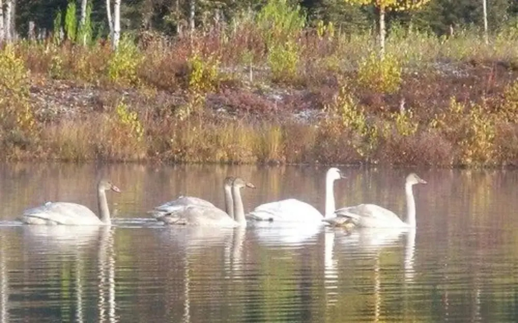 Talkeetna Lakeside Cabins