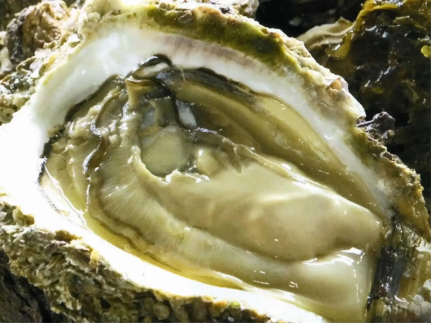 Yakushiyu Shinseikan