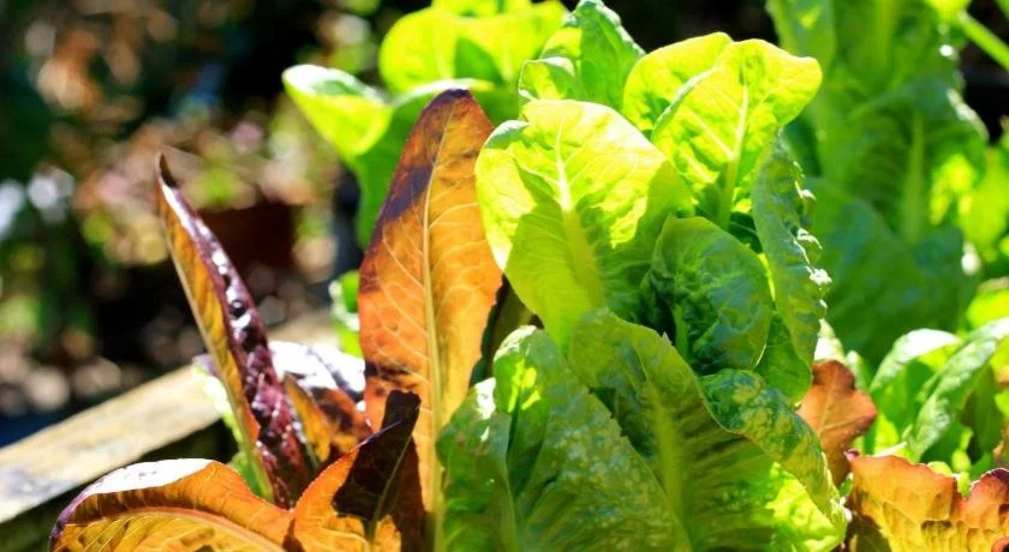 The Friendly Chat Bed and Breakfast