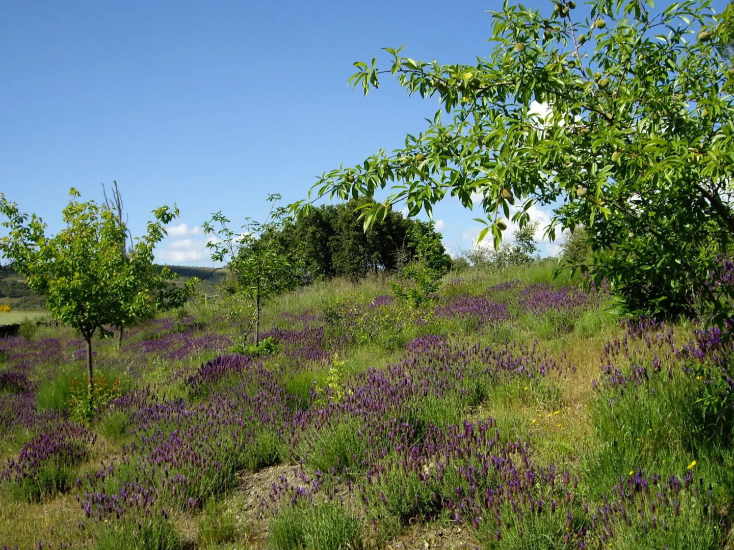 Studio on Rural, Authentic Finca With Shared Pool