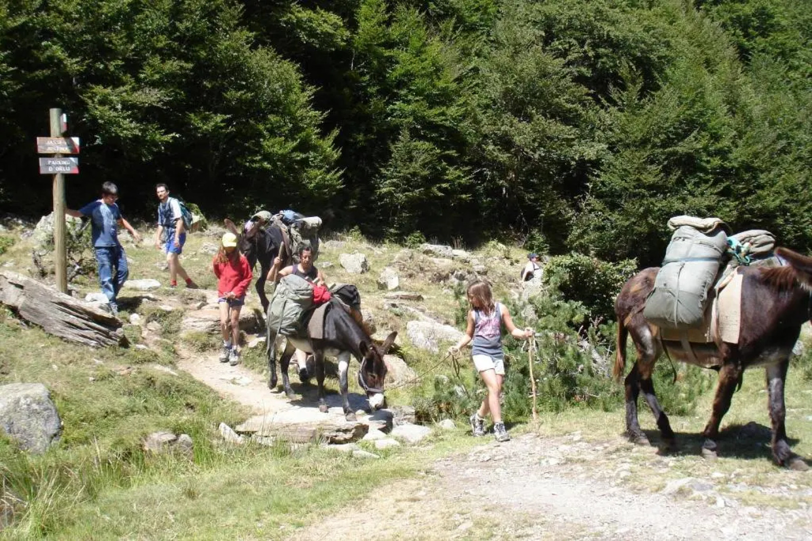 Les Feiches et Marguerites