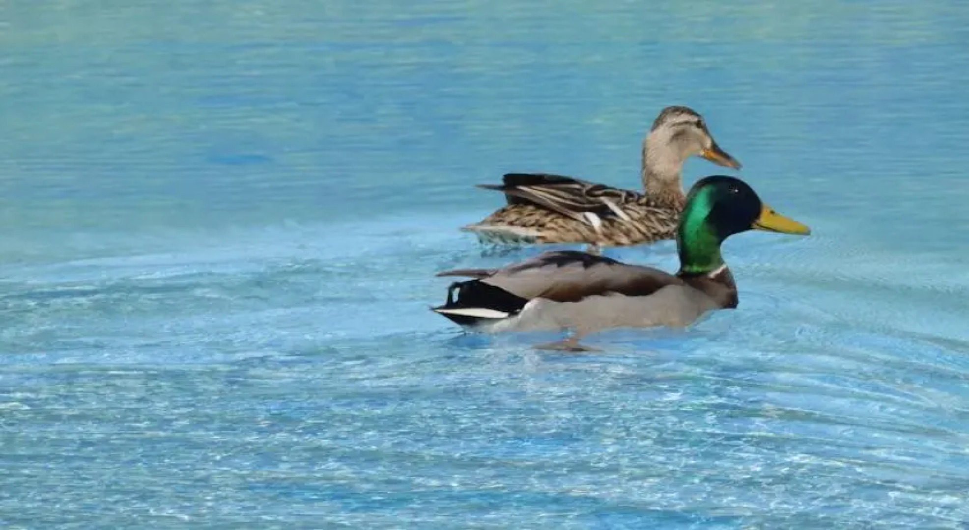 Westkapelle - Wohnung am Meer-