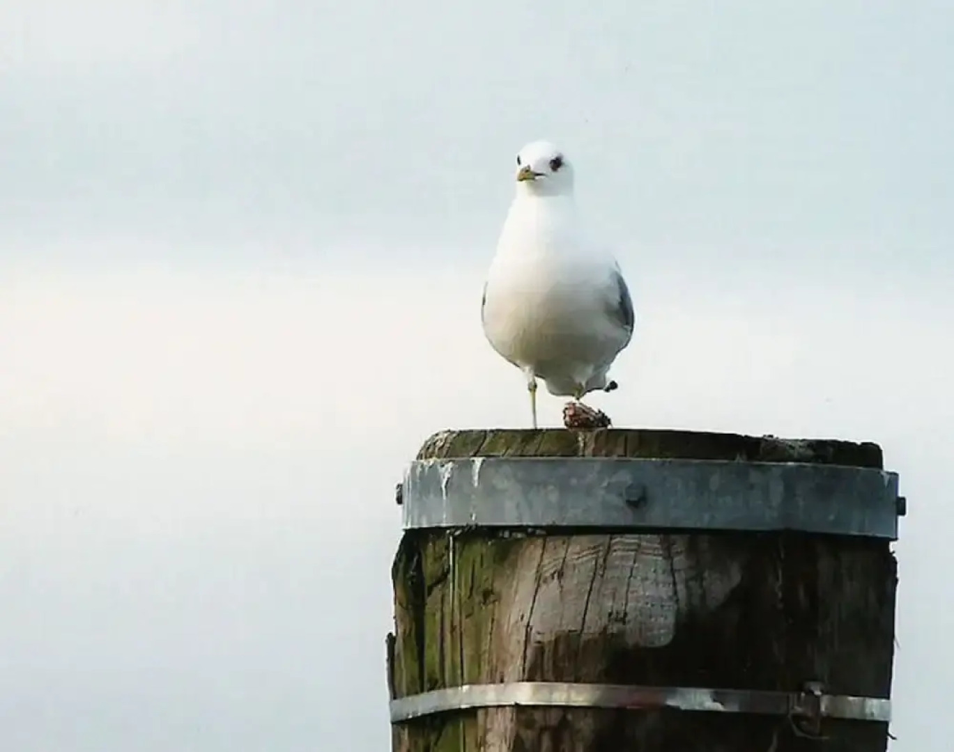 "luv" in House Smaswai 10