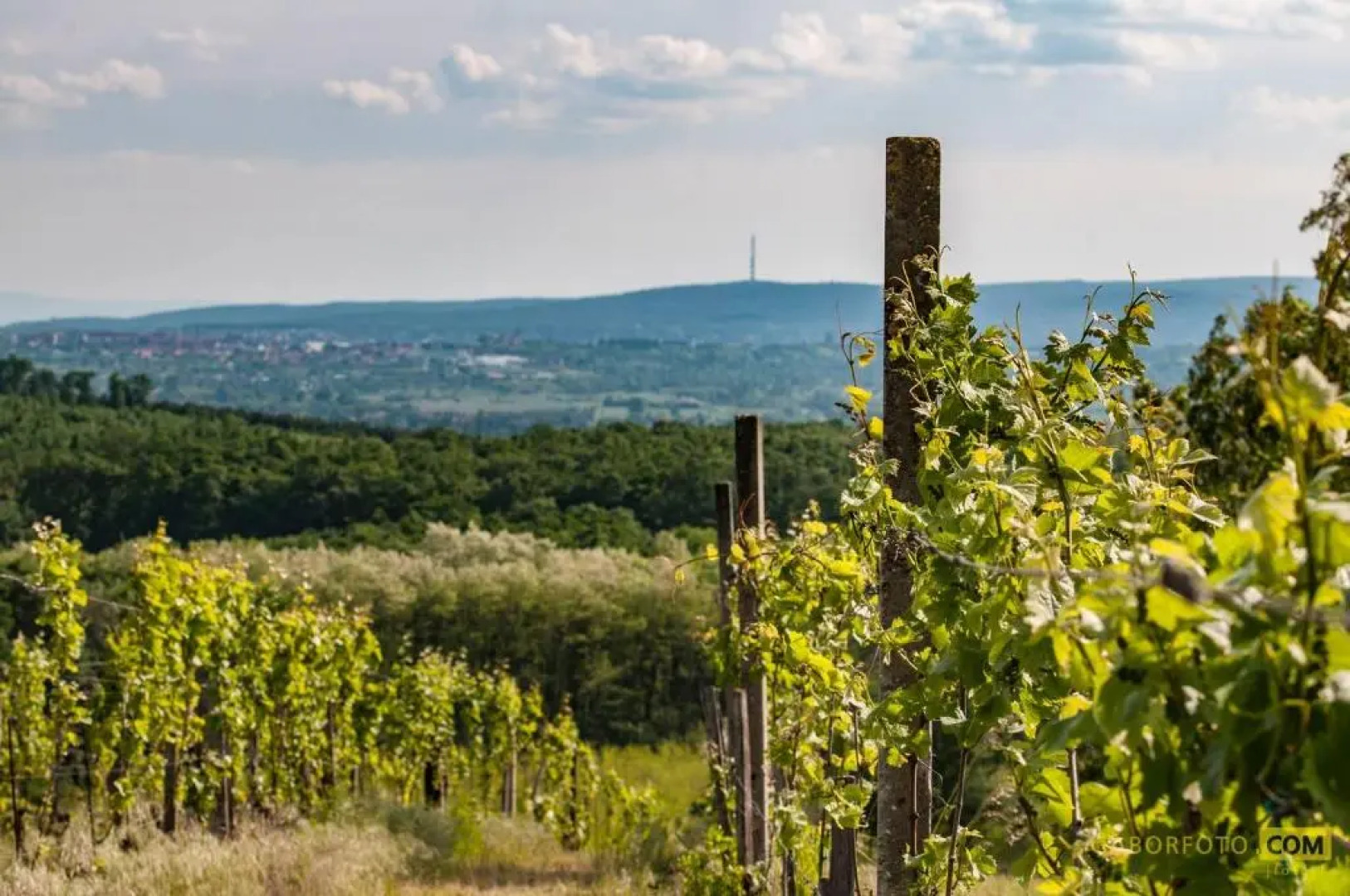 Ráspi Apartman Étterem és Borászat