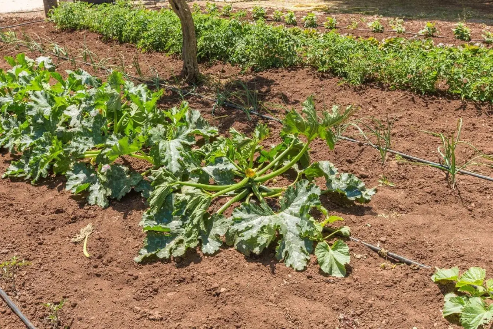 Trullo del Mandarino con piscina