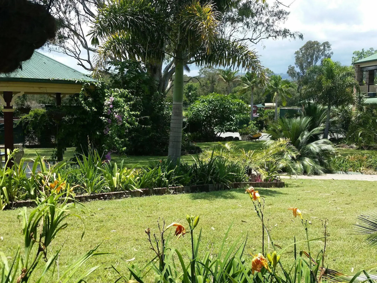 Bearded Dragon Tamborine Country Lodge