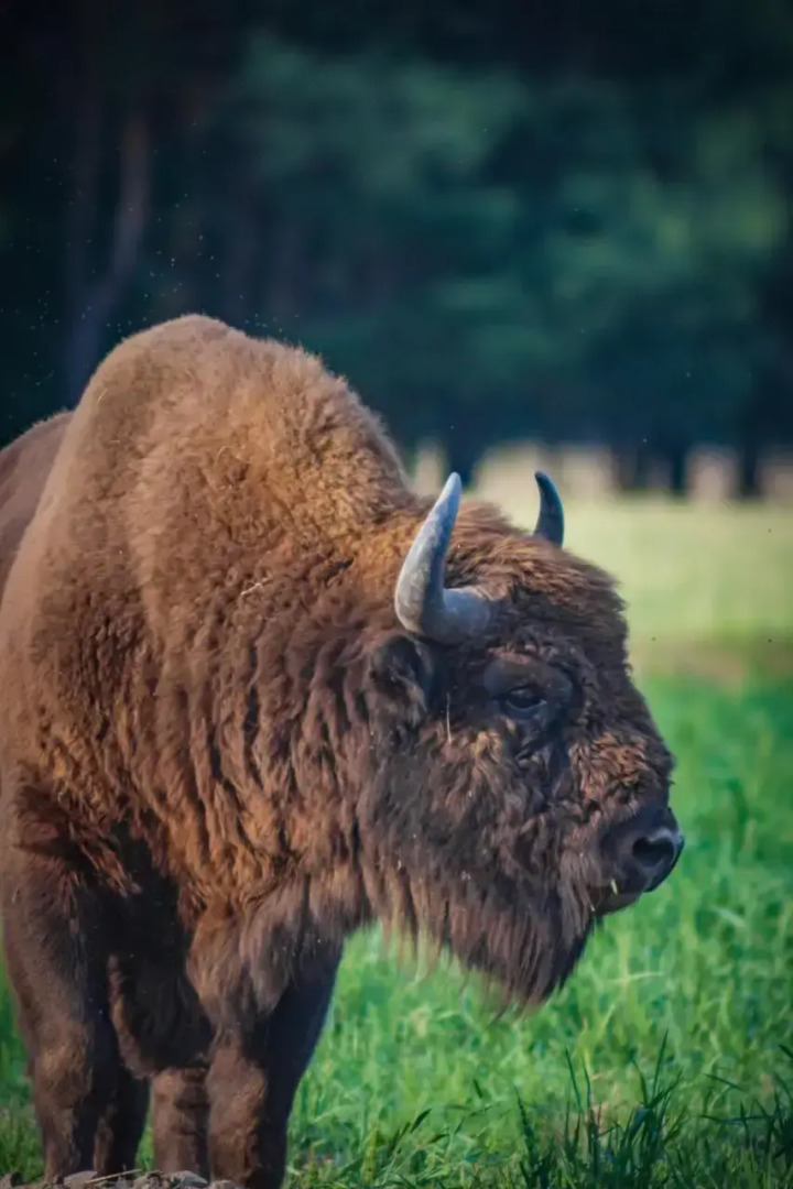 Białowieskie Sioło