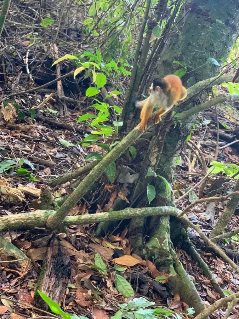 Rancho Corcovado Lodge