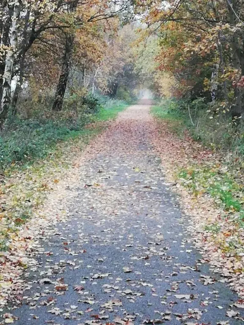 Rosehips at Kerensa, Naburn