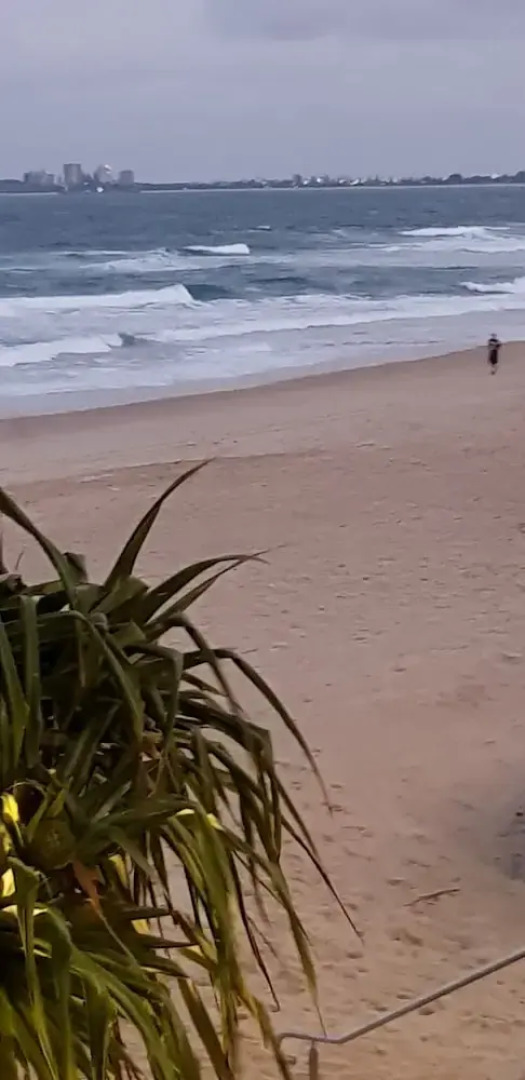 The Dunes Cotton Tree