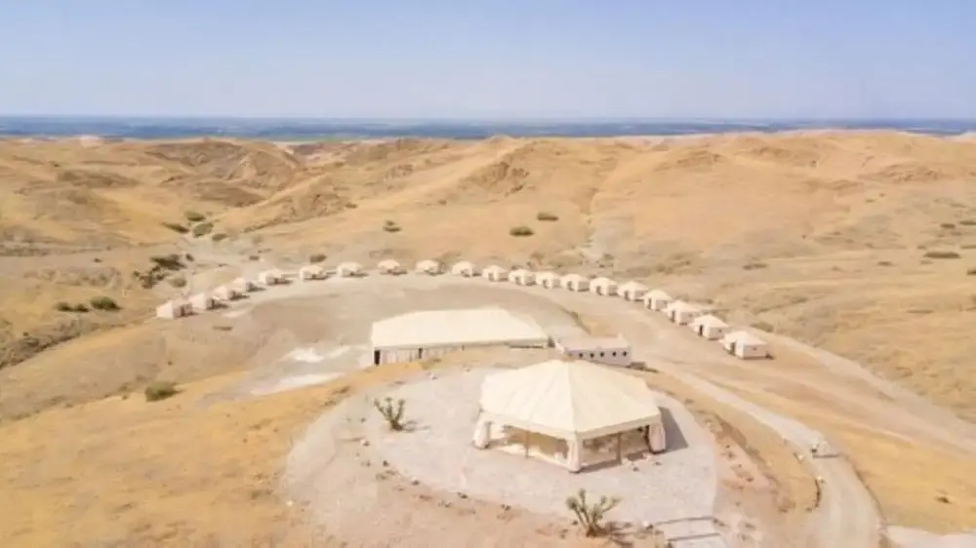 The white Camel