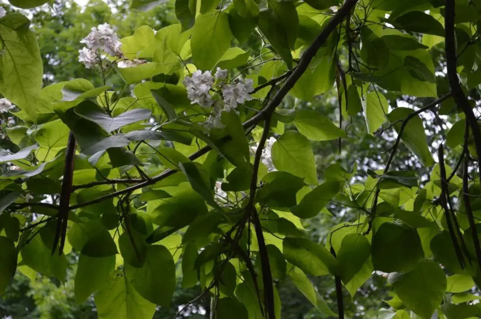 B&B La Maison Collins Éco-Gîte