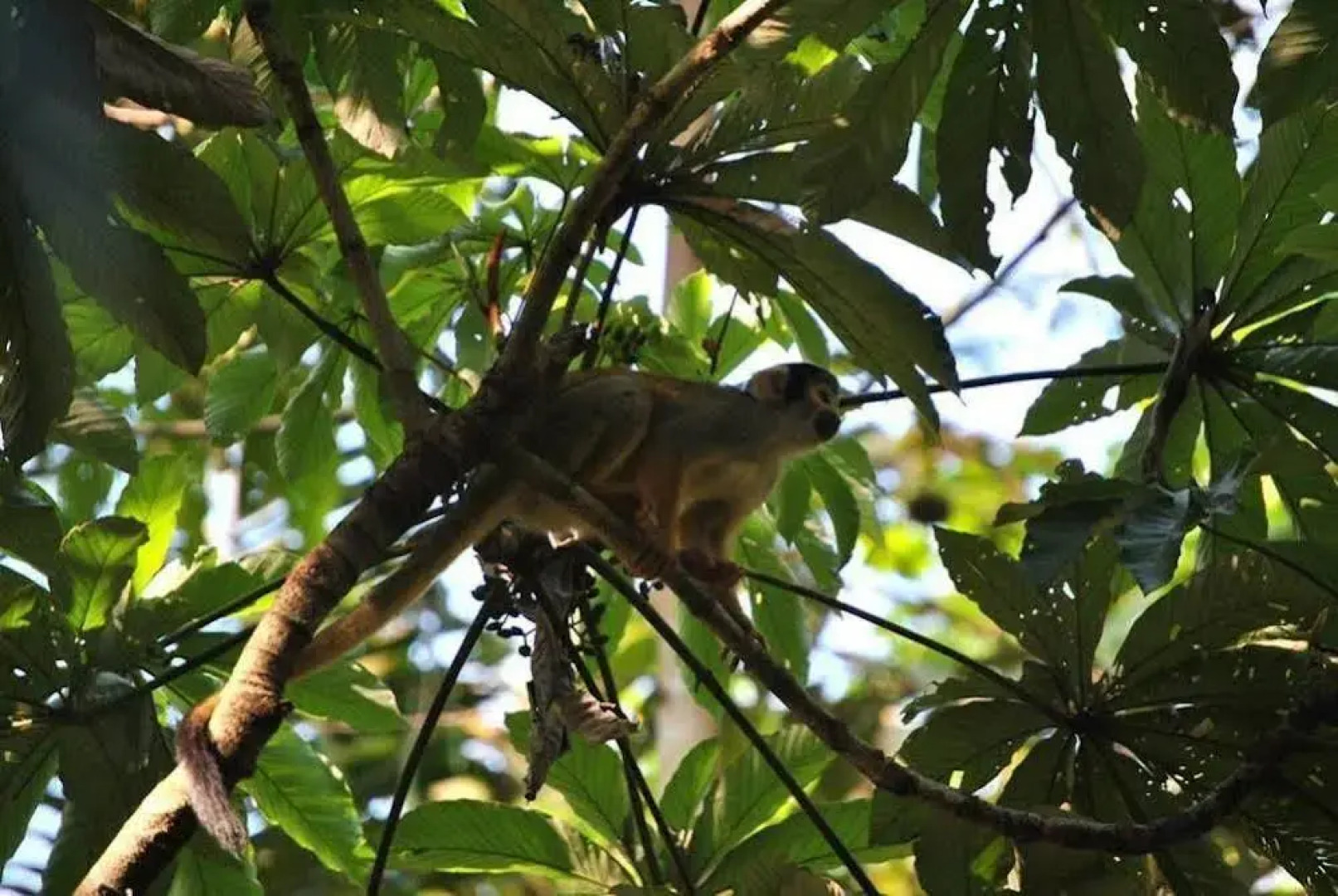 Amazon Lodge Tambopata