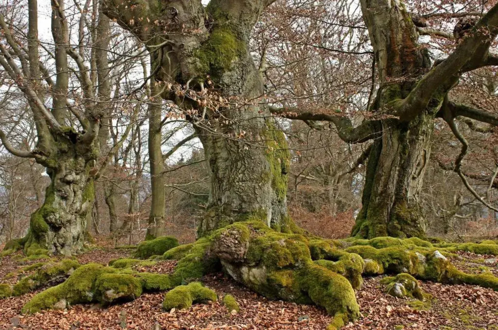 Hotel Zum Schiffchen