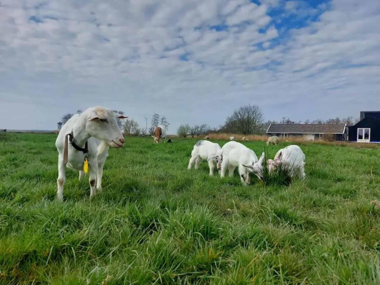 Chalet it Pompebled met wasmachine en droger en zwembad op camping