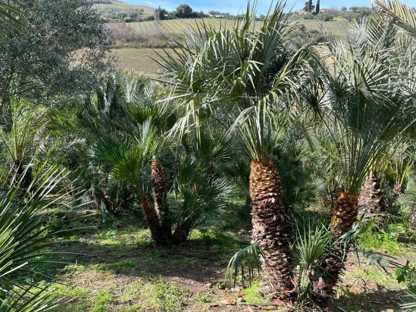 Egesta, villa with private pool