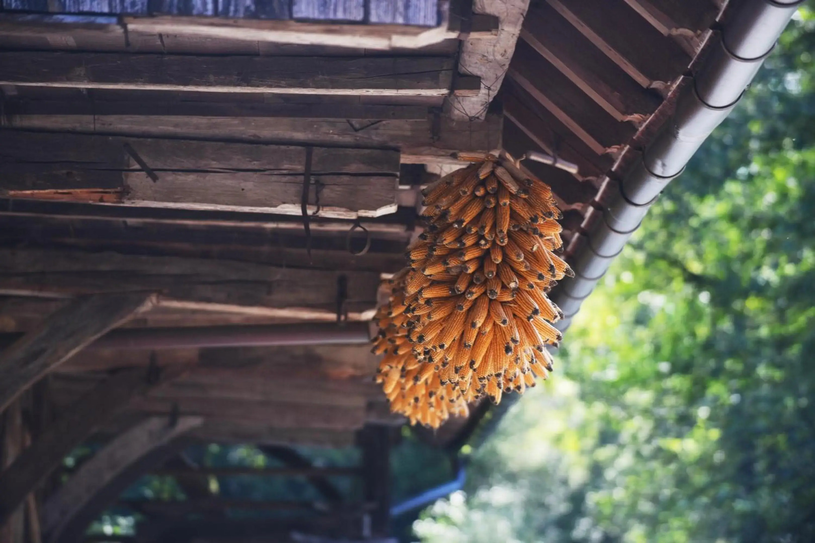 Turisticna Kmetija Seruga