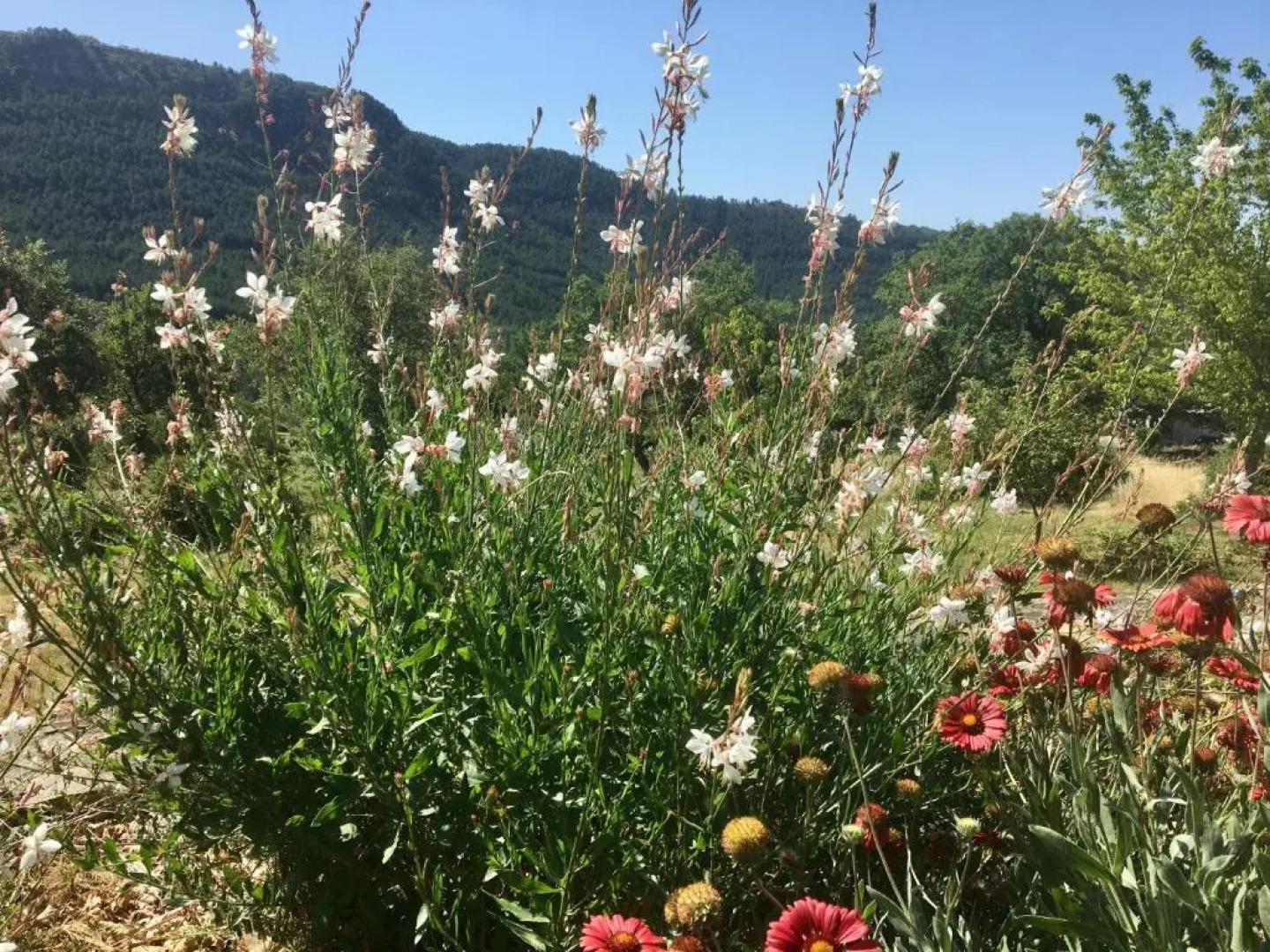 Villa Câline chambres d'hôtes