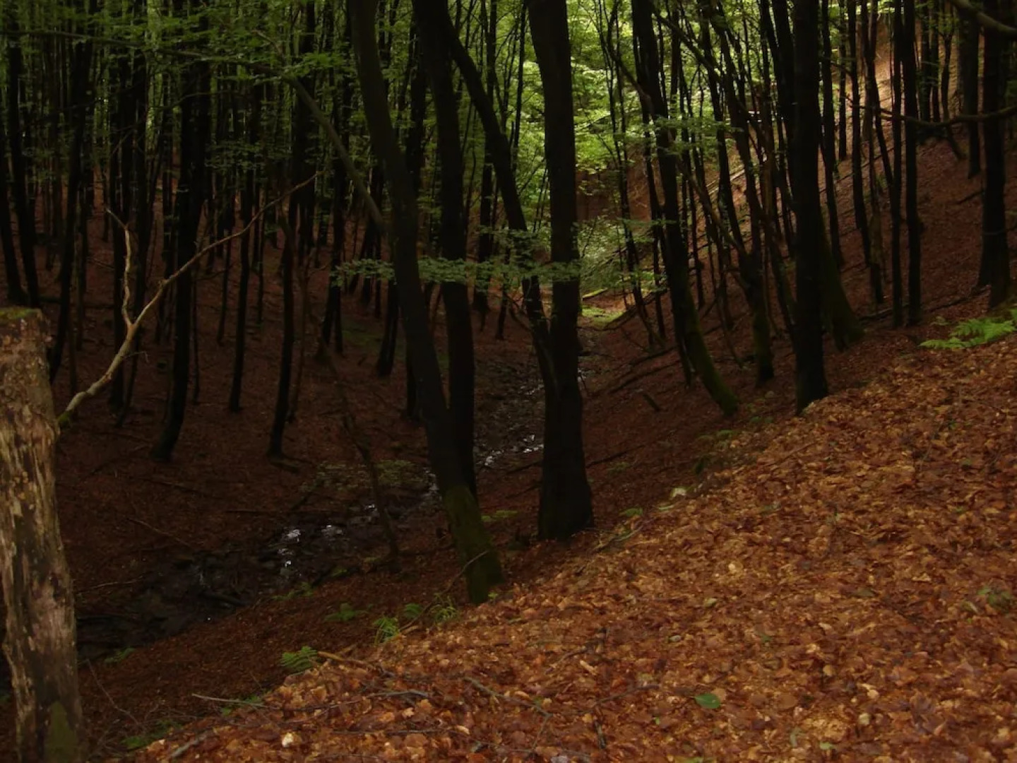 Hillside Cottage Near Winterberg