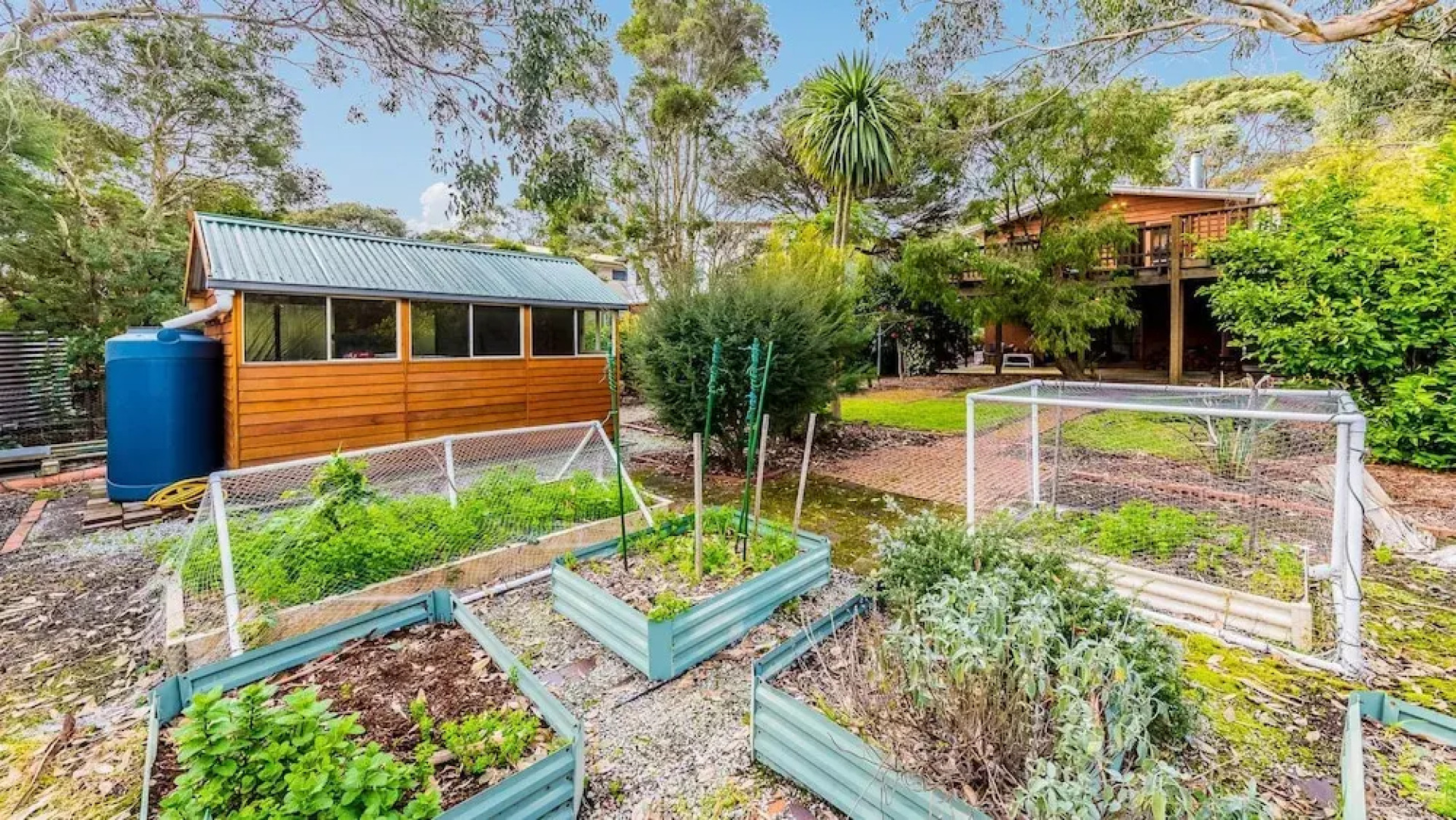 Florida Trees - Surf Side