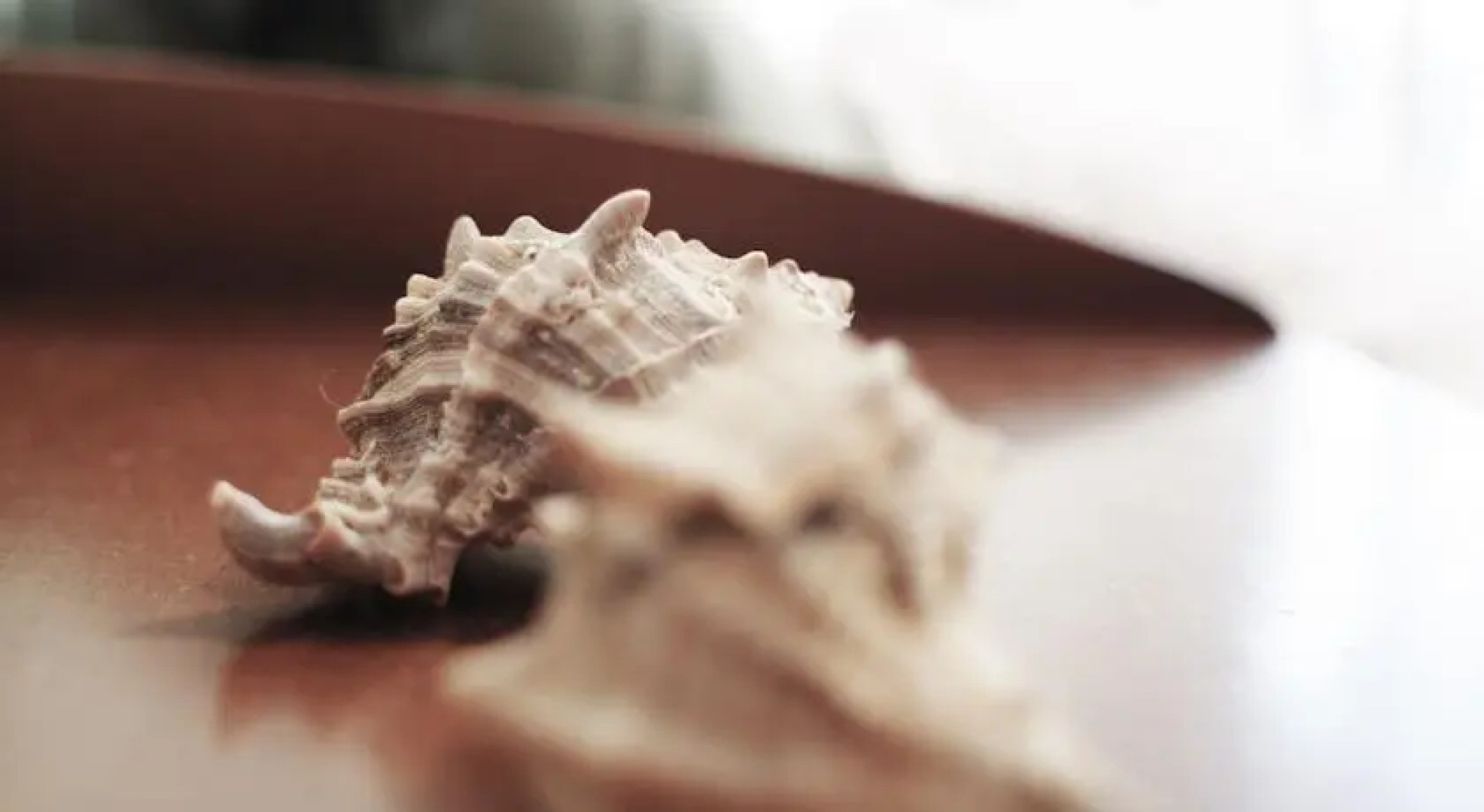 Apartment Butorac Selce