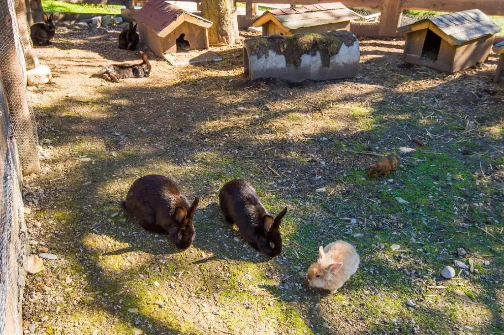 Hammerwirt - Forellenhof