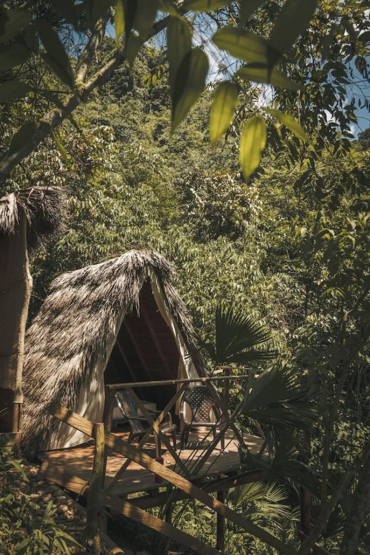 Tigrillo Rio Claroby LosColoresEcoparque