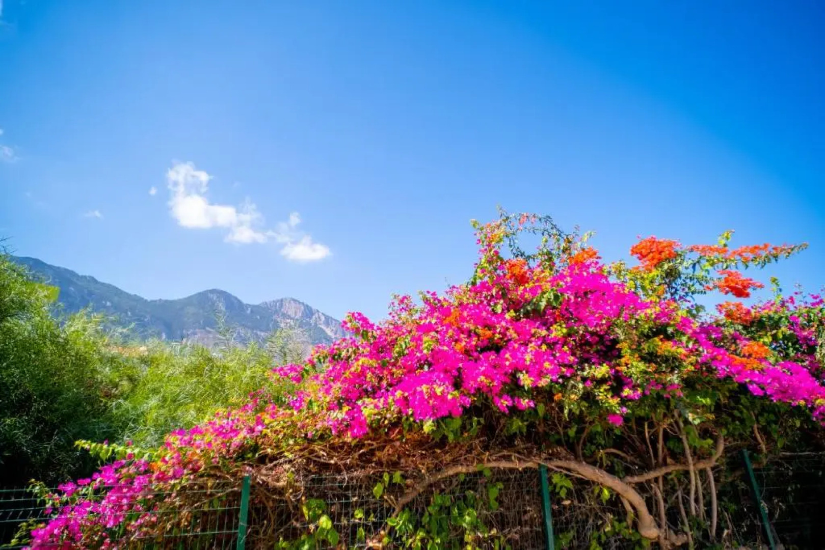 Spacious Three-Bedroom Apartment with Sea View A2