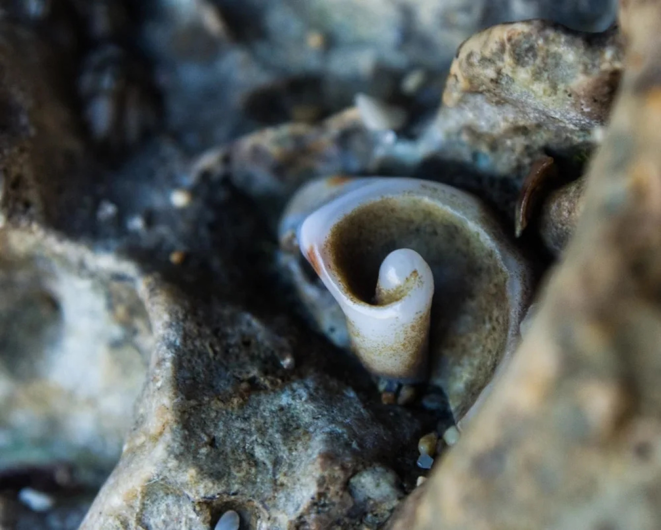 Pangani Cliffs Lodge