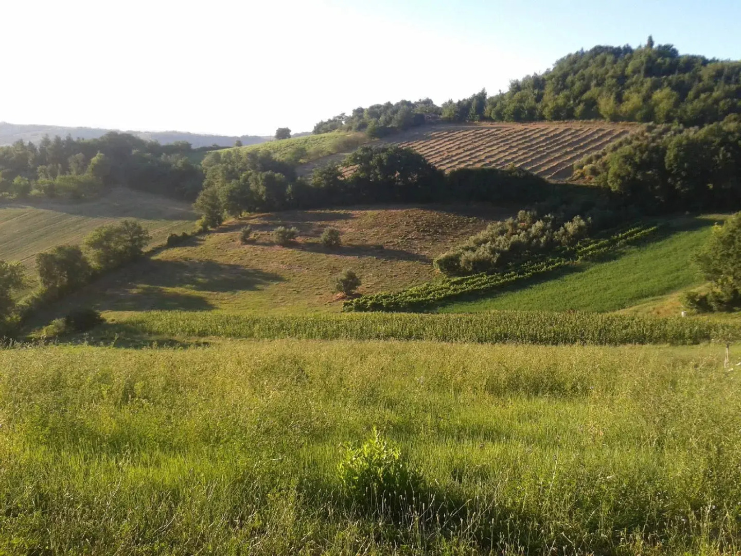 B&B La Collina Dorata