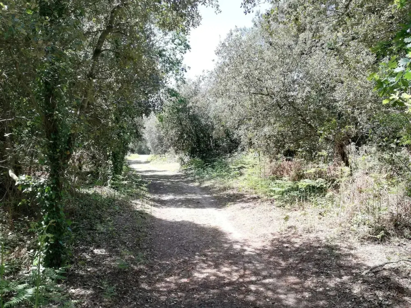 Clos DES Pins , Pavilion for 4 People, in the Heart of the Pine Forest, Heated Swimming Pool
