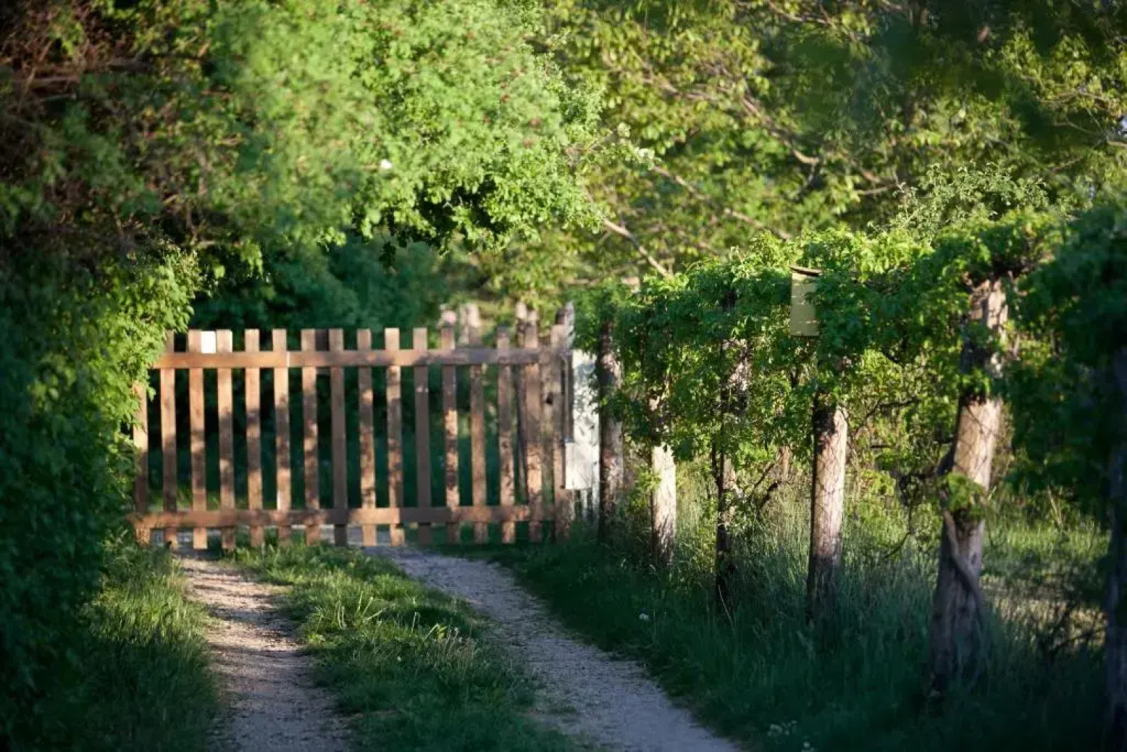 Dióliget - Zöld Dió Házikó