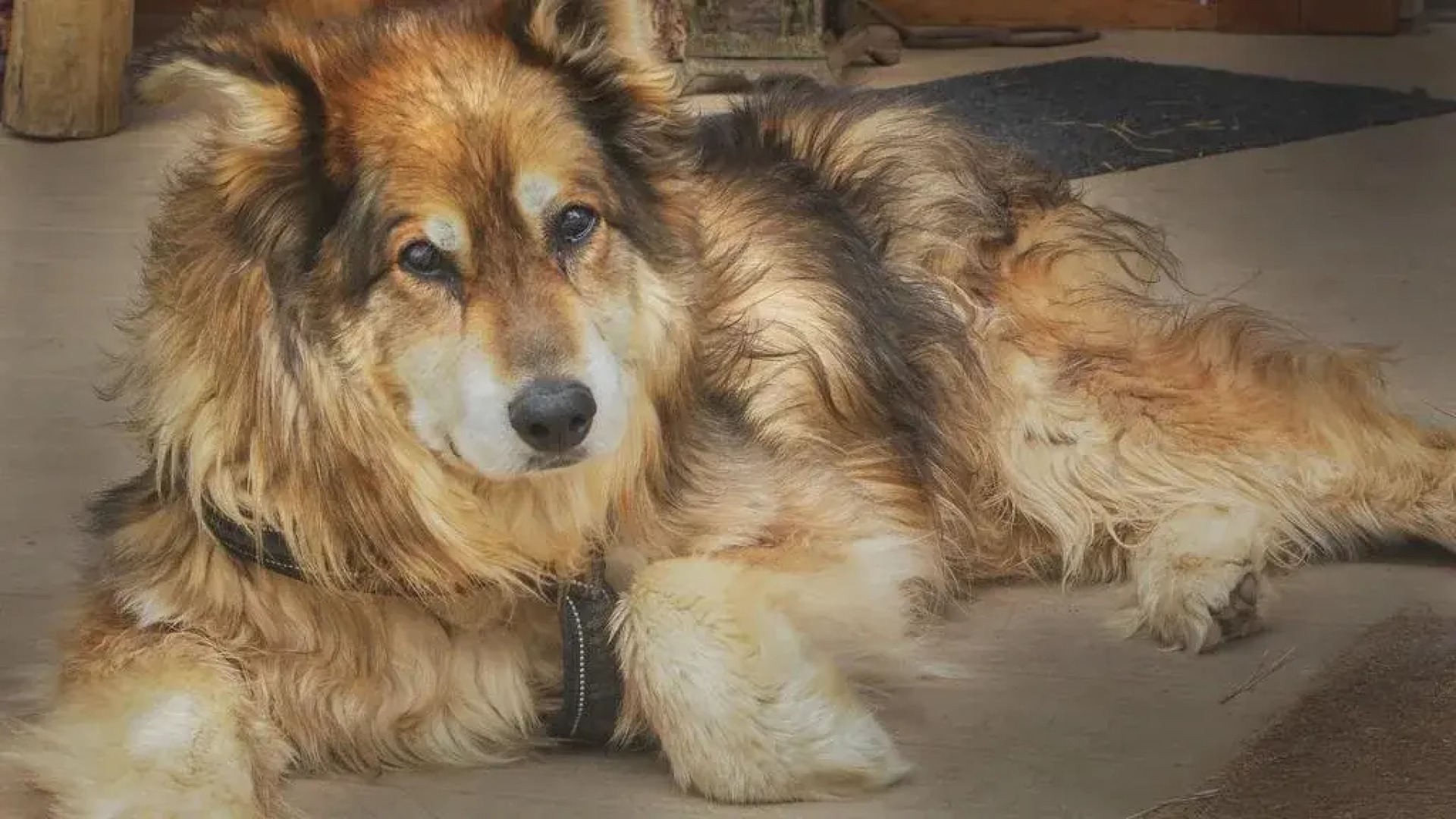 Elktrace Bed & Breakfast