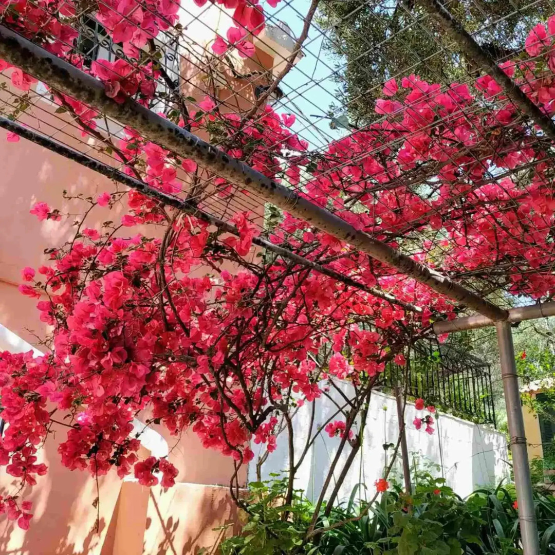 Villa Stefanos apartments