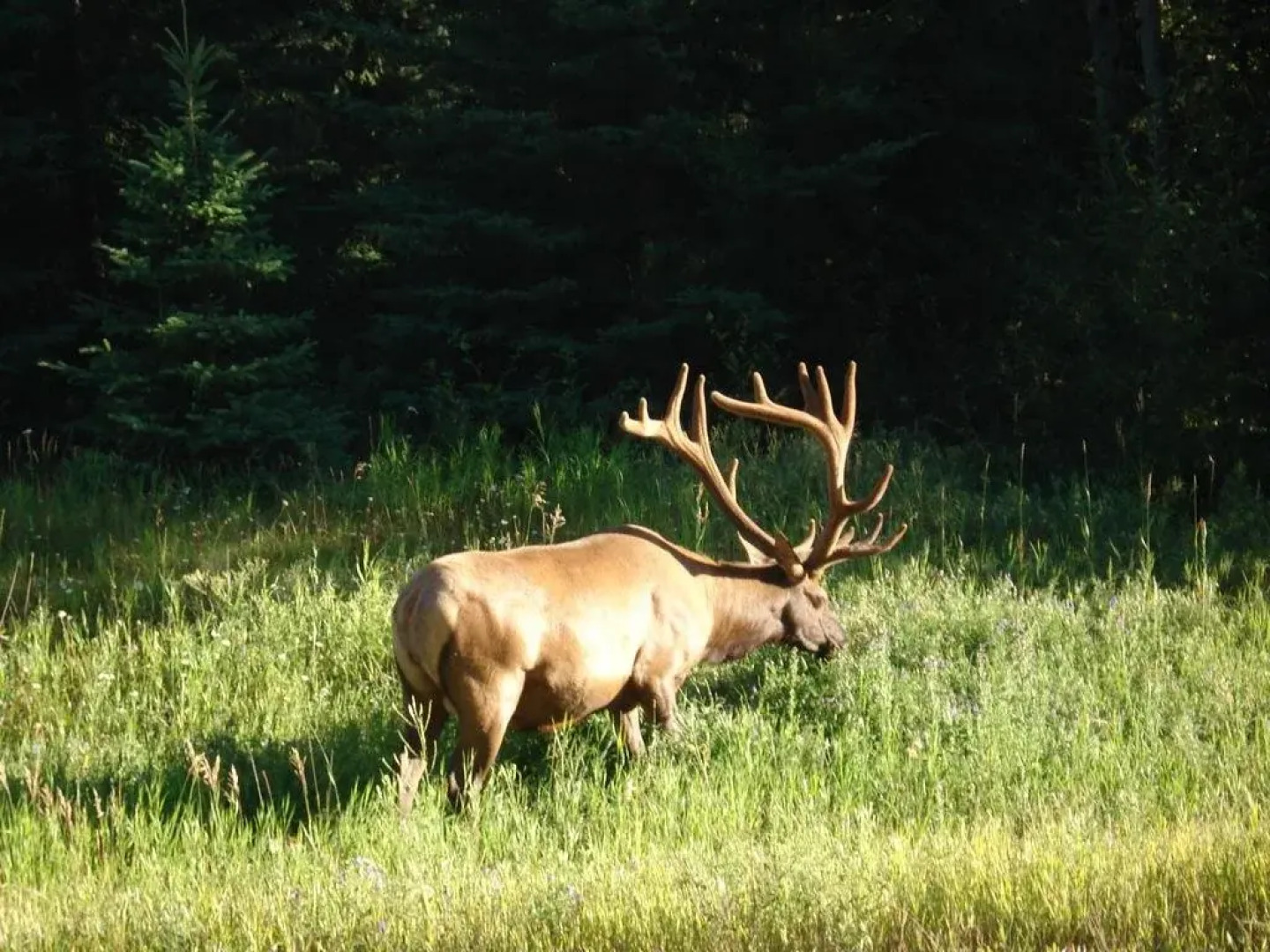 TimberWolf Lodge B&B