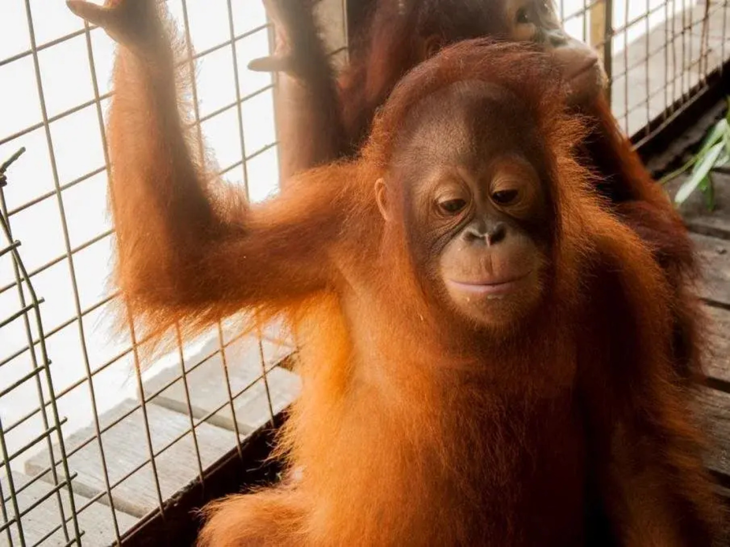 Kampung Air Water Chalet