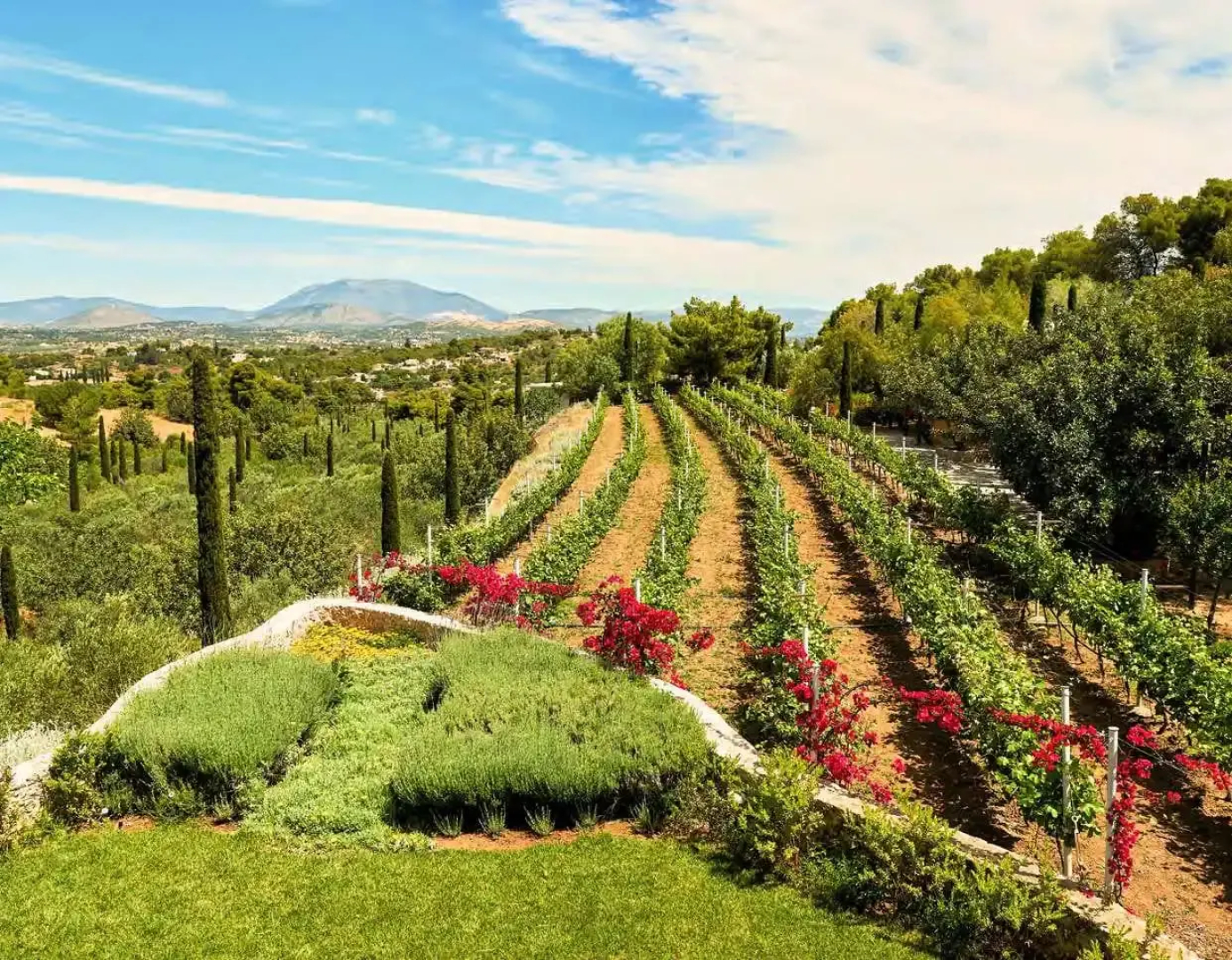 Vineyard Villa
