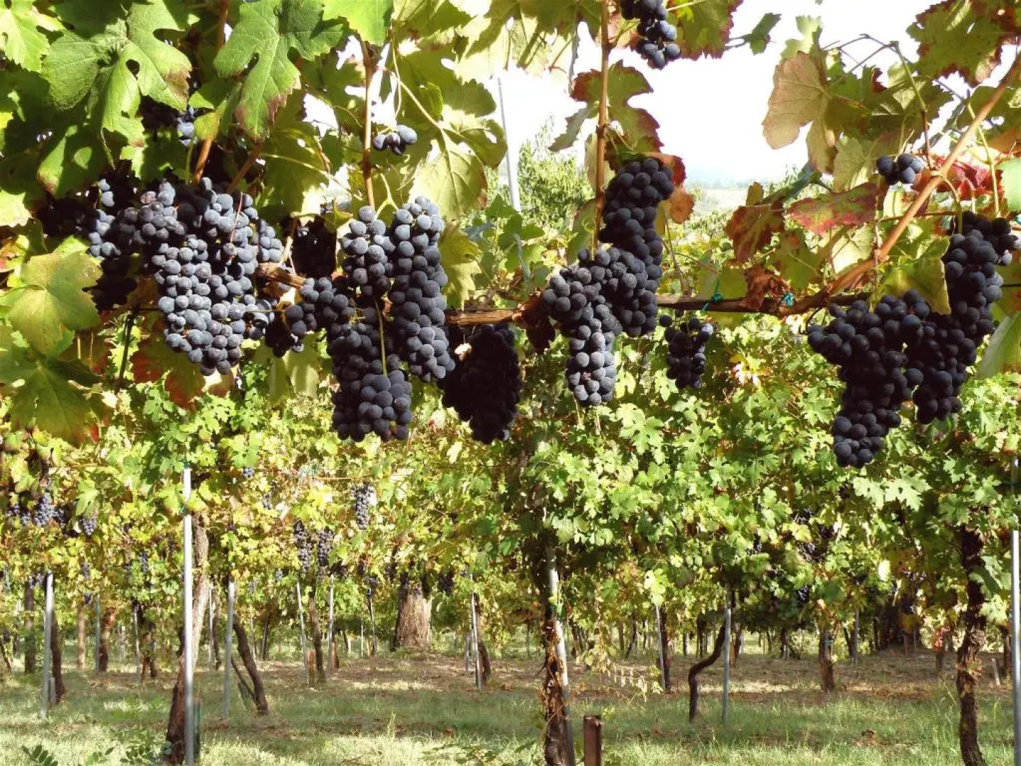 Agriturismo Ca Isotta