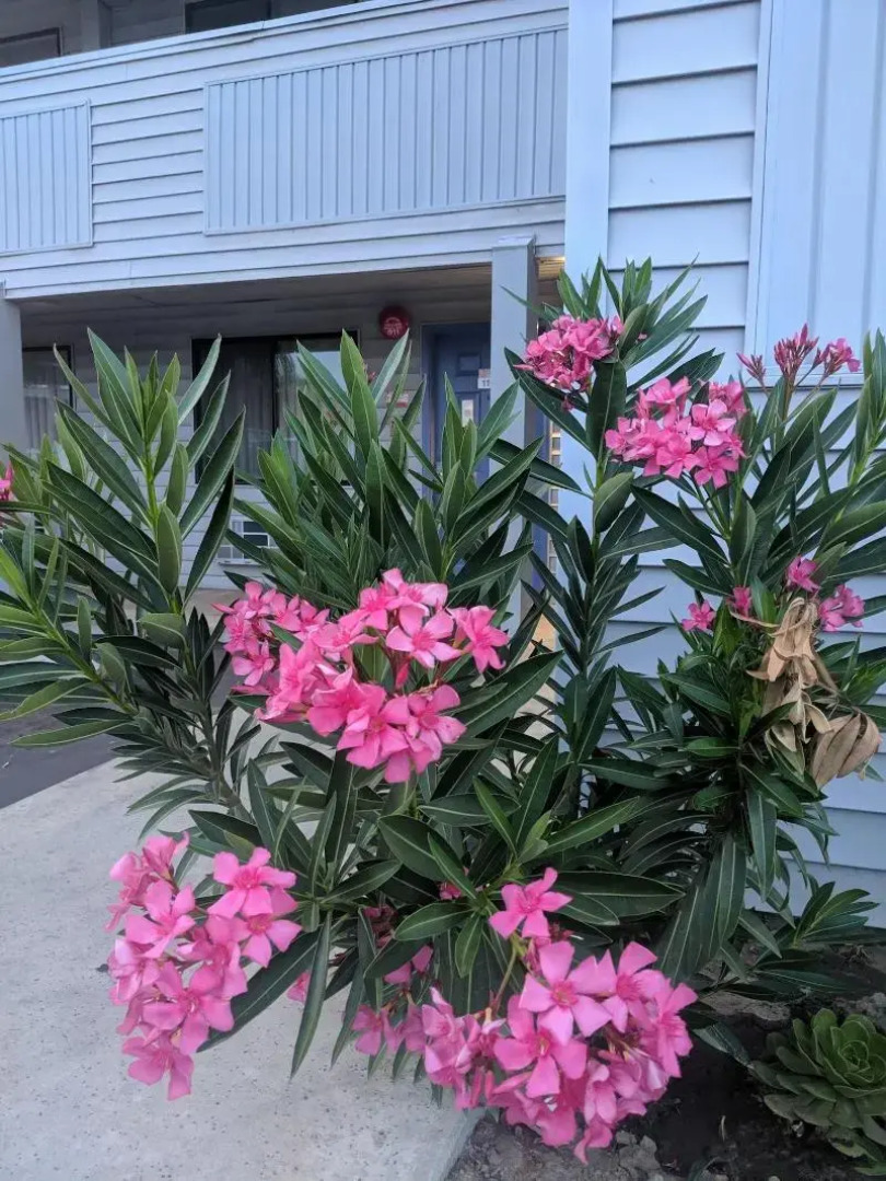 Budget Inn Corcoran Near Tulare CA 43