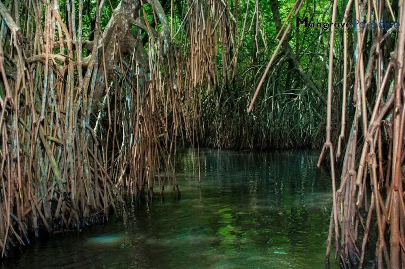 SOBA Ayurvedic Hostels