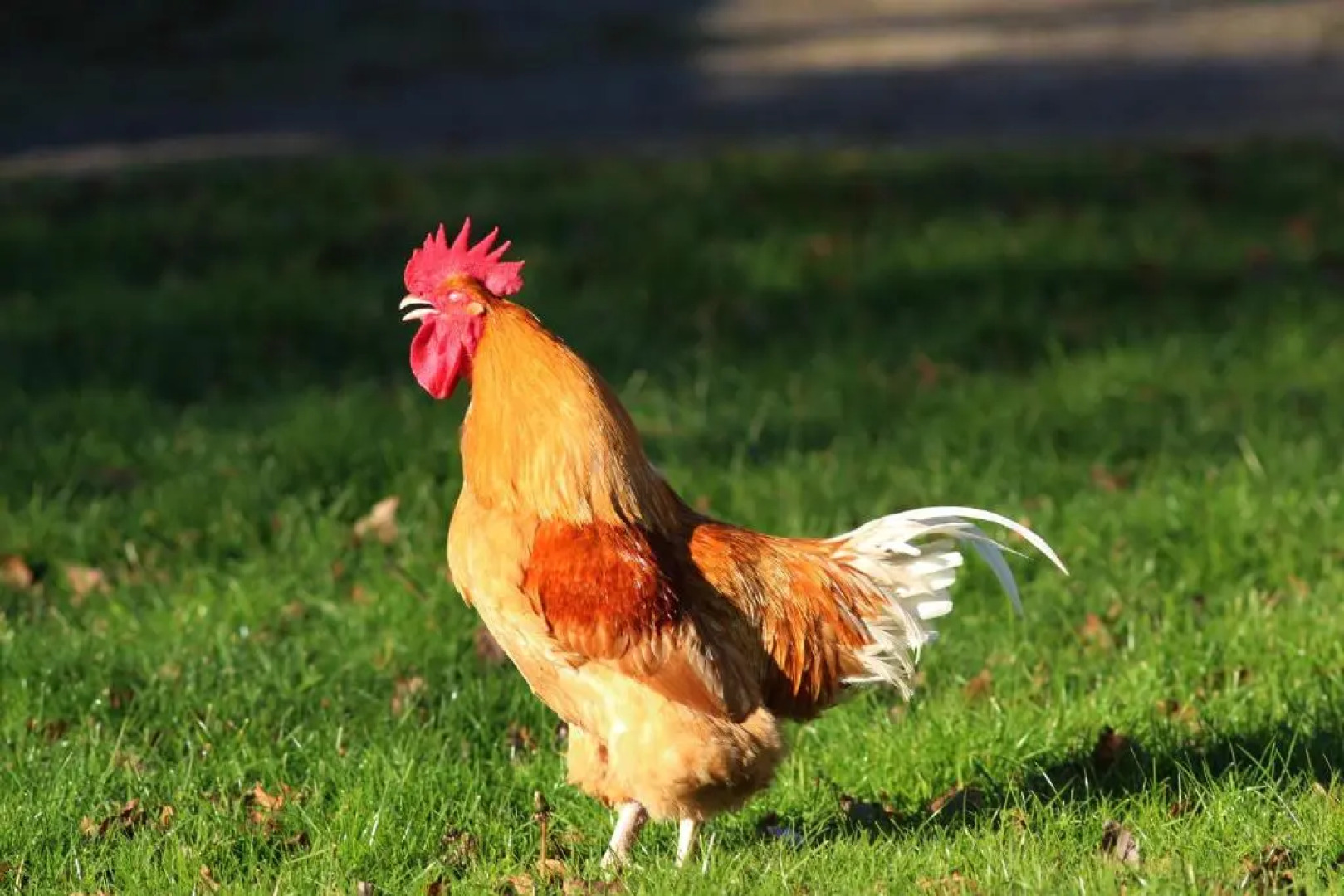 La Romance et la Romanesque