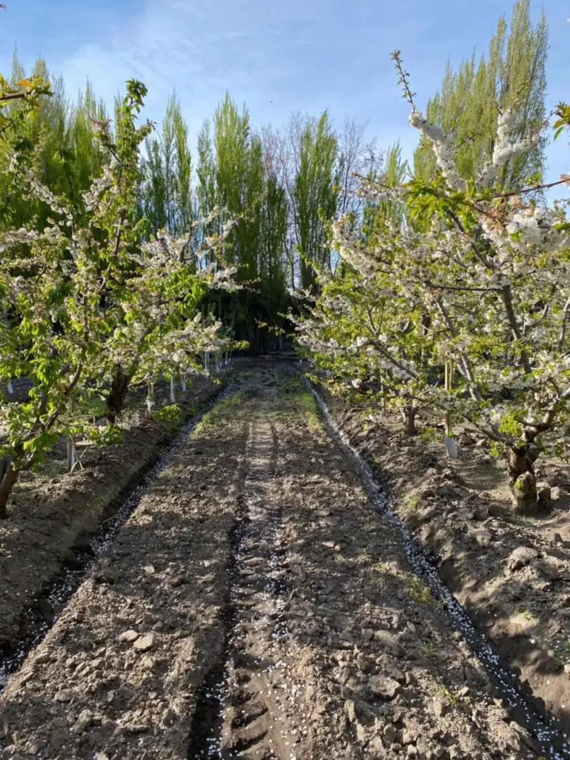 Los Antiguos Cerezos