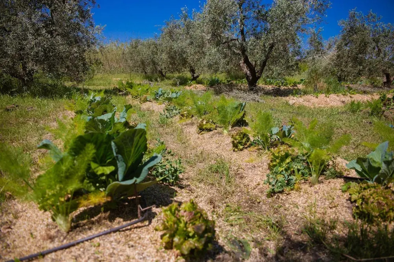 Agriturismo biologico Piccapane