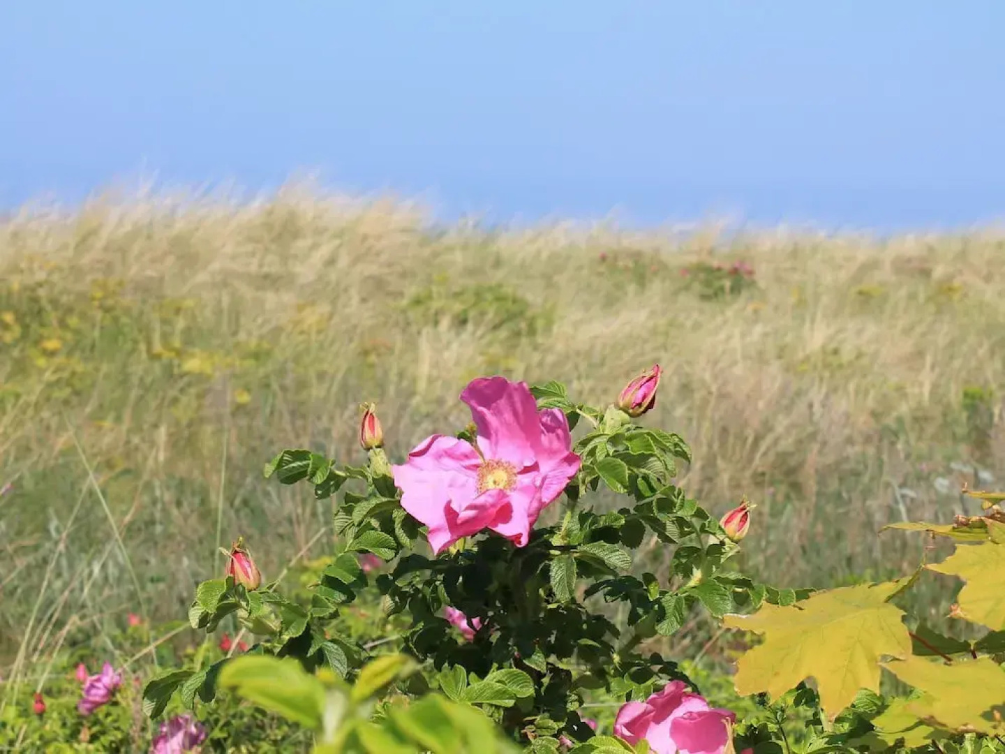 Spacious Apartment in Neubukow With Balcony