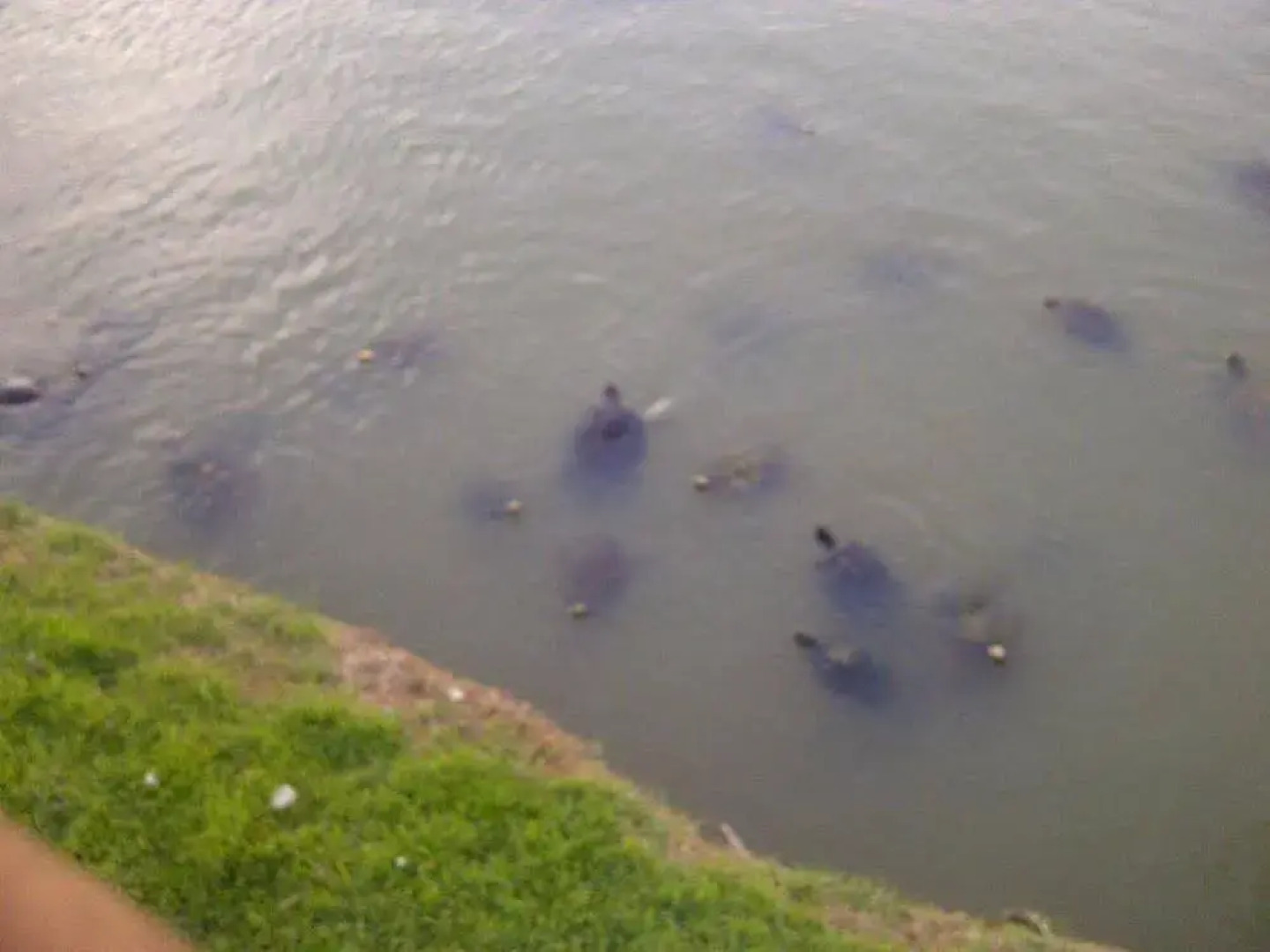 Dorado Centrally Located Guest House